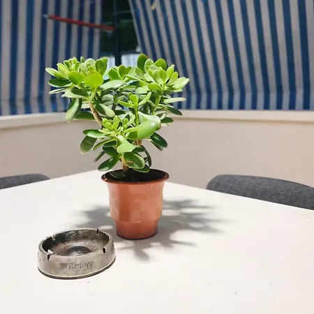 Cozy With Sunny Terrace ティラナ